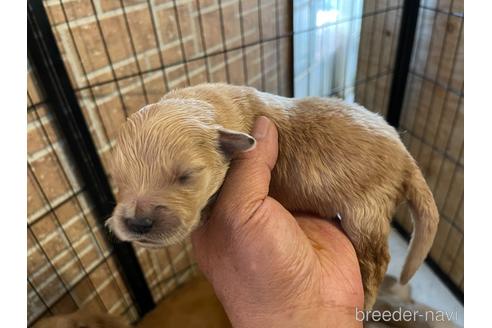 成約済の長野県のゴールデンレトリーバー-169559の2枚目